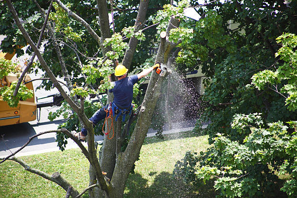 Lawn Grading and Leveling