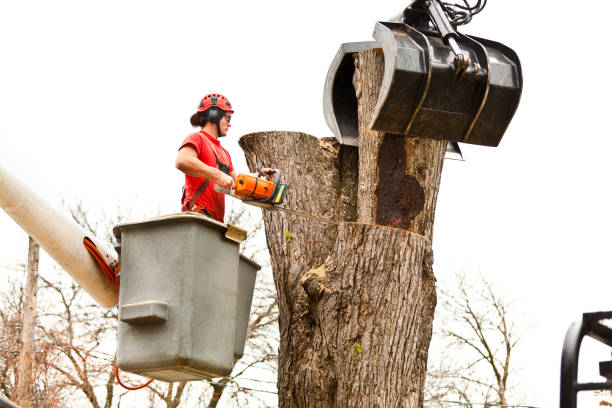 How Our Tree Care Process Works  in  Denton, TX